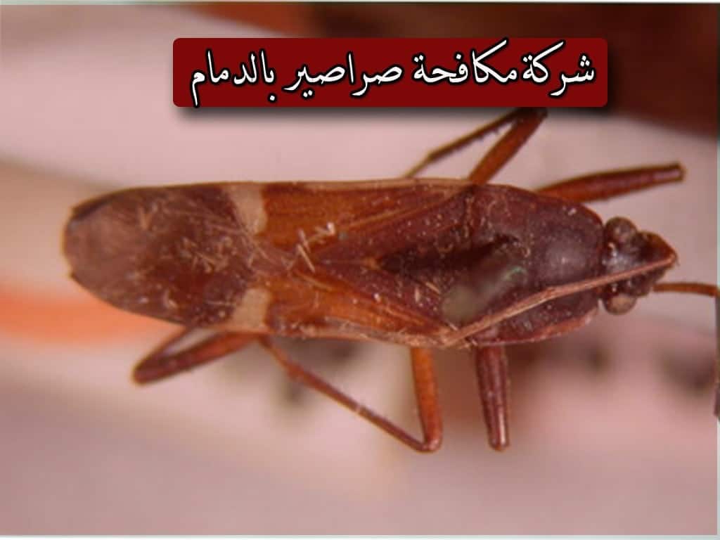 شركة مكافحة حشرات و رش مبيدات بالدمام 6 شركة مكافحة الصراصير بالدمام