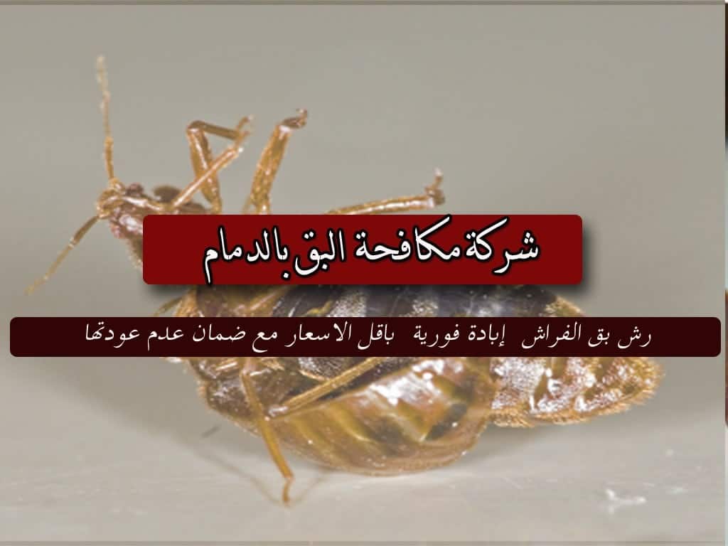 شركة مكافحة حشرات و رش مبيدات بالدمام 5 شركة مكافحة حشرات بالدمام شركة رش مبيدات بالدمام