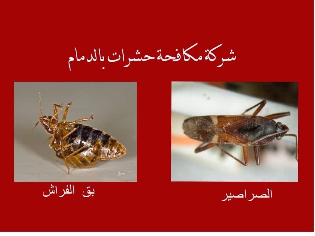 شركة مكافحة حشرات و رش مبيدات بالدمام 4 شركة مكافحة حشرات بالدمام